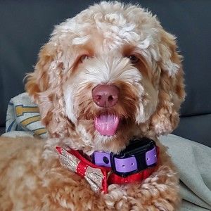 Meet your Posher, Donna